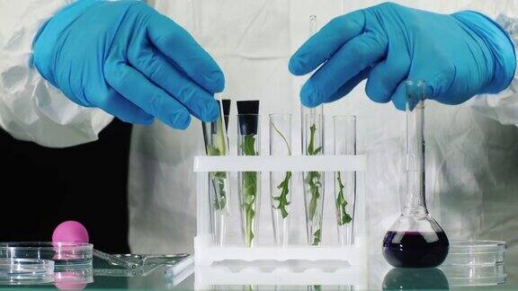 科学家在实验室处理植物样本