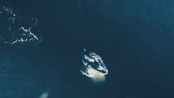 一只逆戟鲸在平静的水面上平静地游着