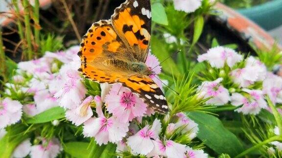 蝴蝶在康乃馨上采集花蜜