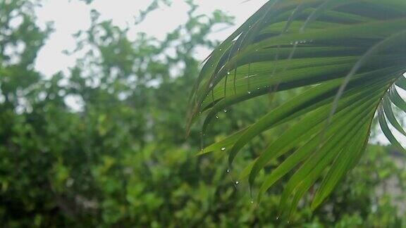 雨滴