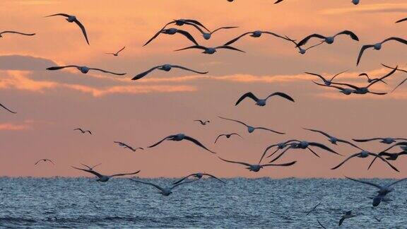 日落时分法国地中海一群海鸟