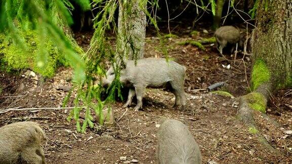 有趣的动物一只小野猪在为一棵树挠屁股