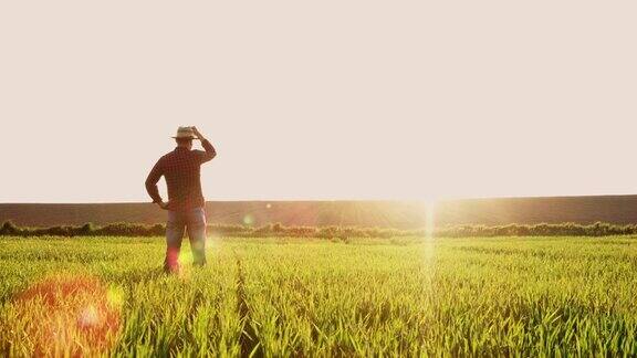 男农民站在阳光明媚、田园诗般的田园绿油油的麦田里慢镜头