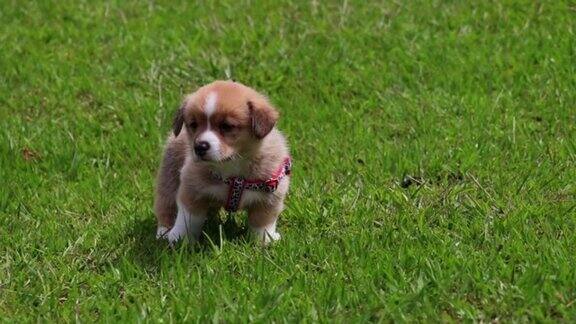 一只彭布罗克威尔士柯基犬在绿色的草地上行走的特写镜头