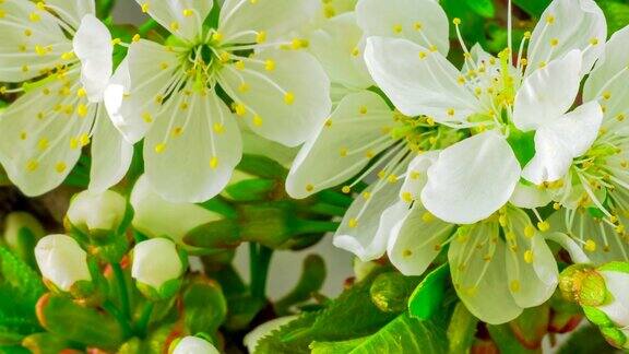 白色樱桃树花