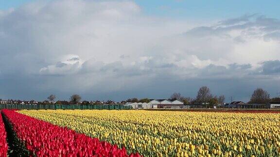 雄伟的郁金香农场在荷兰