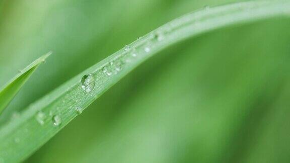 雨后水滴在草上