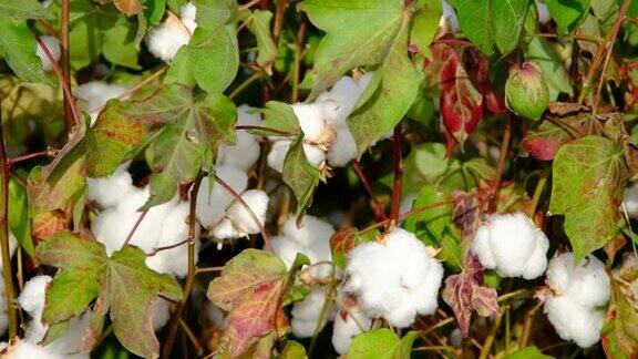 棉花采摘的季节最新的棉花开花了农业产业