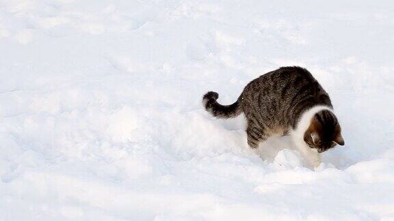冬天雪地里美丽的猫