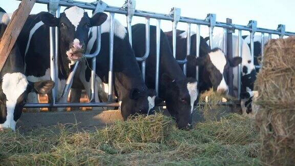 牛在围栏里吃干草