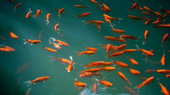 金鱼在水里