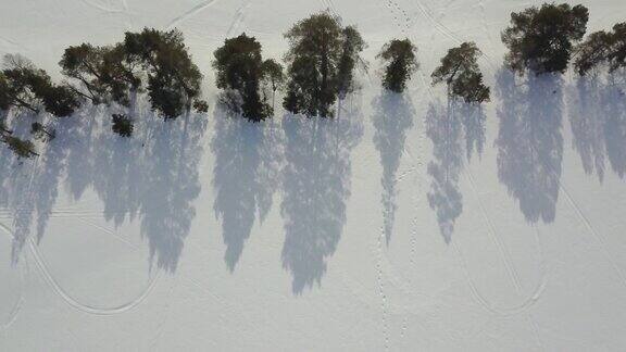 飞越挪威的一排松树