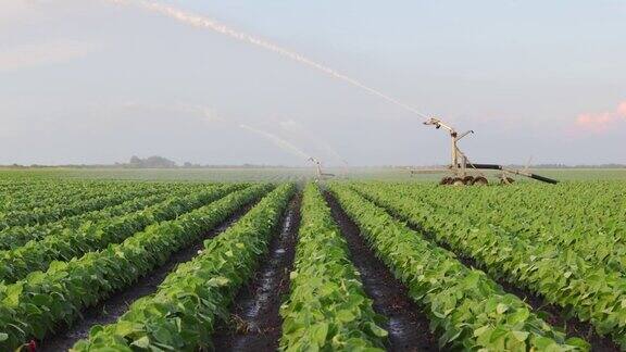 灌溉系统:灌溉大豆田