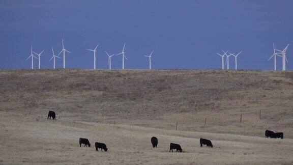 科罗拉多州波尼国家草原上牧场上的牛在放牧风力农场的涡轮机在旋转