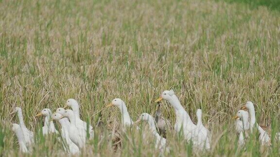 鸭子在稻田里散步慢动作
