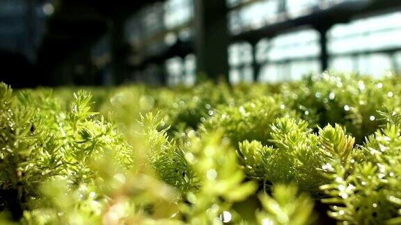 温室中生长的植物特写