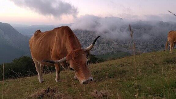 傍晚时分牛群在草地上吃草