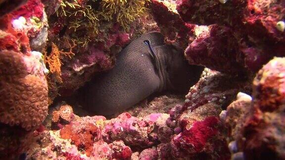 在马尔代夫海水下的背景珊瑚上的海鳗头