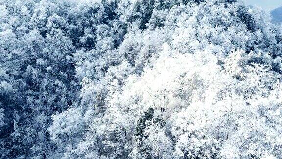 空中森林覆盖着积雪