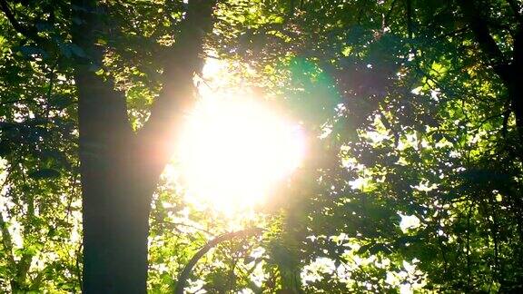 美丽的阳光透过树叶照耀