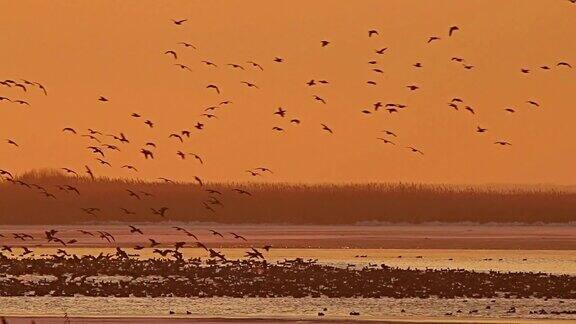 一群鸟大雁从湖里飞出来