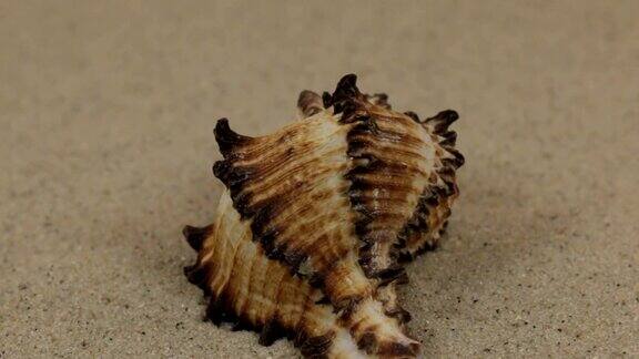 特写旋转的贝壳躺在沙丘上