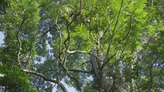 南美洲令人惊叹的典型古树