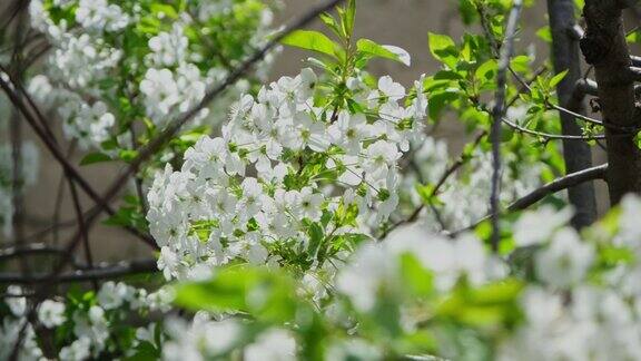 美丽的盛开的李树特写细节春天的樱桃园