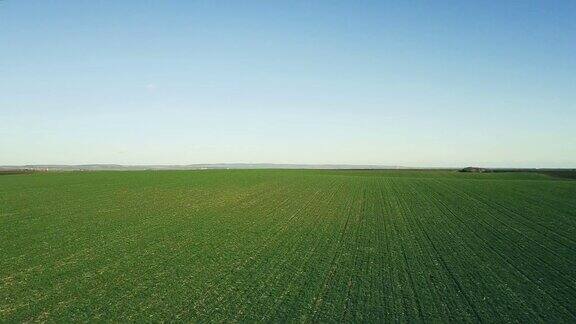 绿色小麦幼苗在田间生长鸟瞰图