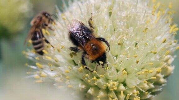 蜜蜂和大黄蜂在采集花蜜和花粉