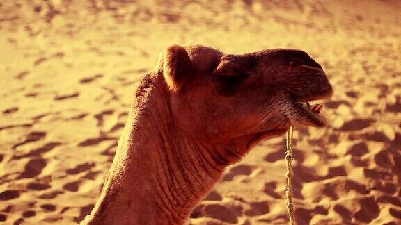 一只在沙丘间休息和咀嚼的骆驼