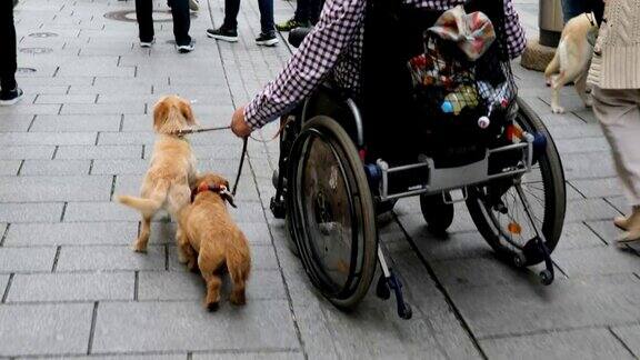 狗作为残疾老人的情感支持动物