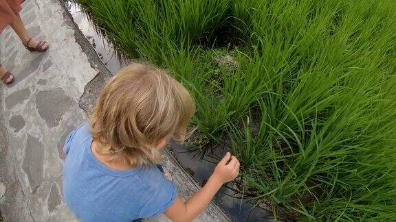 慢动作镜头拍摄了一个小男孩在稻田梯田上玩水稻
