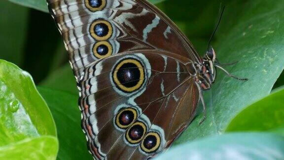 灰色的热带大蝴蝶翅膀上有一只眼睛在绿色的树叶中