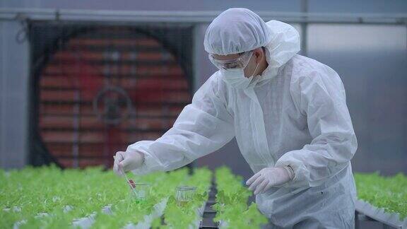 科学家穿着白大褂在温室农场检查种植蔬菜农民农业高科技农业有机农场水培生菜