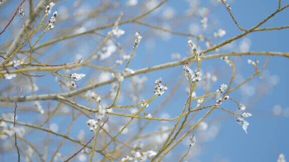 春天柳树被冰雪覆盖盛开的小猫柳树灌木背景是蓝天散景