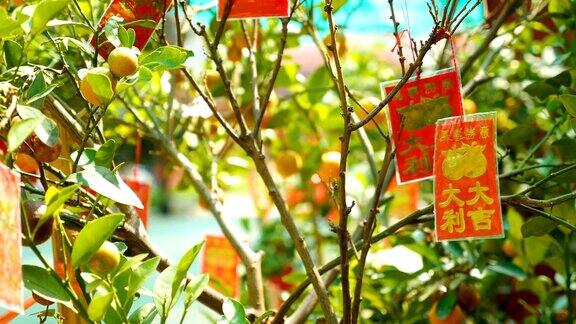 红包挂在树上在中国新年