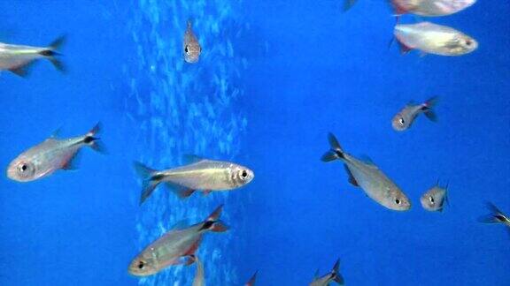 在水族馆里游泳的墨西哥利乐鱼