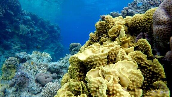 珊瑚礁和美丽的鱼海洋中的水下生物热带鱼