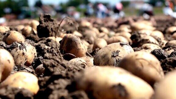 土壤上生土豆