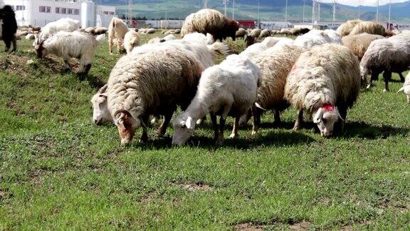 佐治亚州一群放牧的白色羊一群羊在绿油油的牧场上凝望、散步、休息一群羊在田野里吃草然后离开镜头的视频
