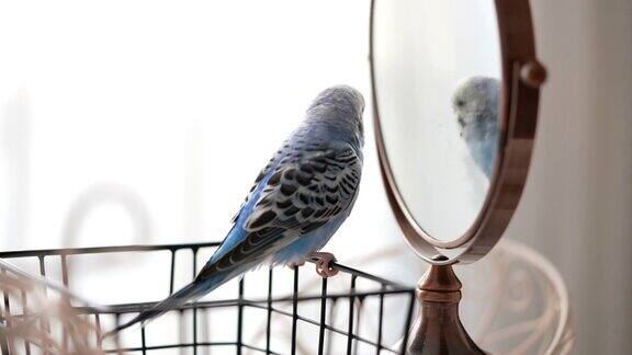 蓝色雄性鹦鹉在镜子里看自己-长尾鹦鹉虎皮鹦鹉