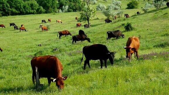 一群吃草的牛农场景观