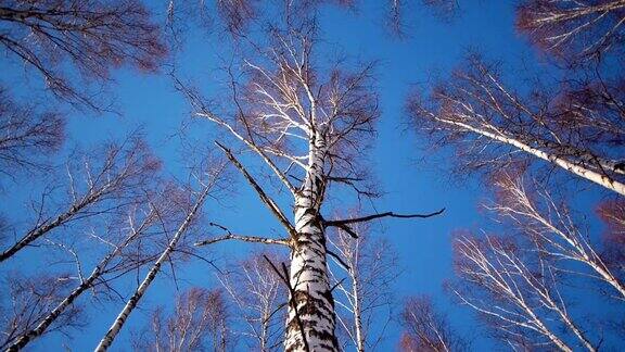 冬天桦树的树干
