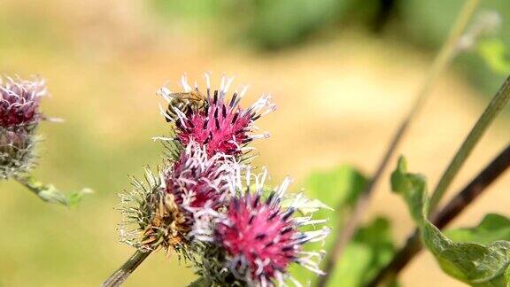 蜜蜂在紫红色的花上采集花粉为蜂蜜