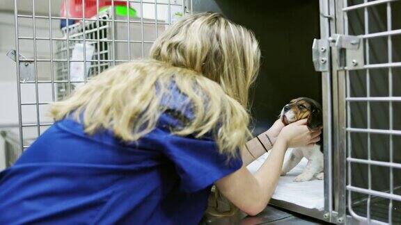 在动物医院照顾幼犬的狗舍助理