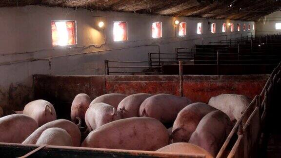 养殖场里的猪群