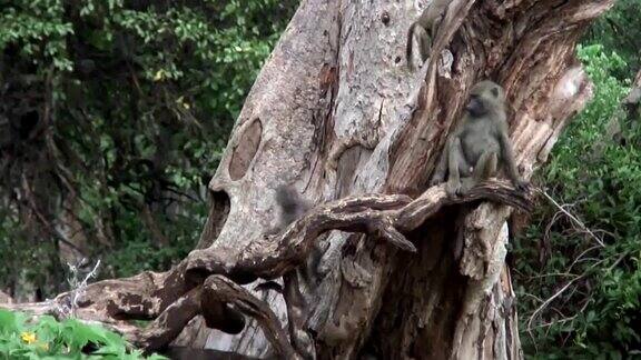 非洲博茨瓦纳大草原的野生狒狒