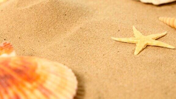 美丽的大贝壳躺在沙滩上海星旋转特写