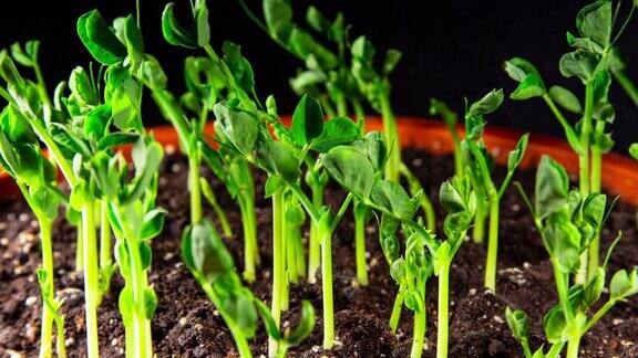豌豆芽生长快在时间推移的视频在幼苗温室中萌发新生豌豆植株